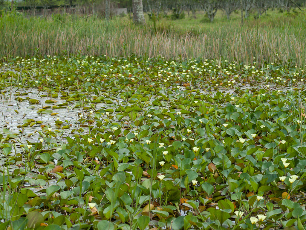 Hydrocleys nymphoides